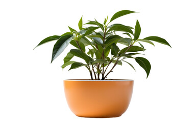 Loquat Plant Seedling in a White Bowl with a Transparent Background