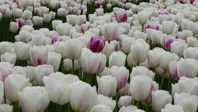 A panning shot across a field with white and partly purple tulips
