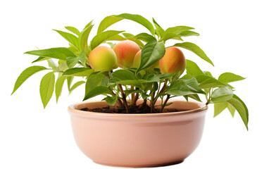 Nectarine Plant Seedling in a White Bowl on Transparent Background