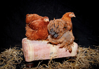 2 Cochinhühner auf Fußhocker