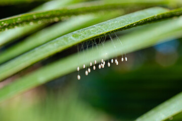 The Eggs of Chrysoperla carnea, one of the species of common green lacewing, is an insect in the Chrysopidae family 