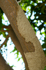Termites attack living trees and build mud tubes Close Up