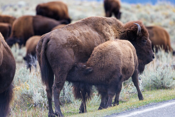 Nursing bison calf in Yellowstone National Park.