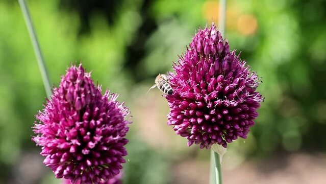 A bee and other insects collect pollen on the blossom of an allium sativum