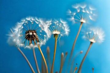 close up of dandelion on the blue background -