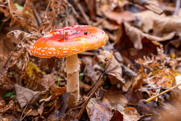 Pilze im Herbst,der Fliegenpilz 1