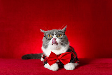 a cute british shorthair cat wearing glasses and plaid shirt with bow tie