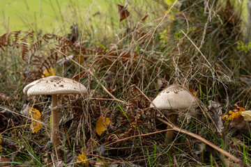 Pilze im Herbst 2