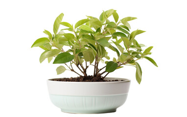 Fototapeta na wymiar Planting a Seedling in a White Bowl on Transparent Background