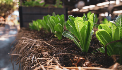 Fresh organic vegetable in the garden behind the house. Non-toxic vegetables concept