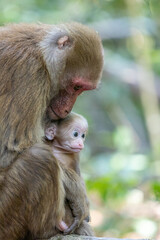 Baby monkey with mother in the forest, Thailand. (macaca fascicularis)
