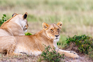 Lioness lying and watching the savannah