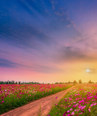 Landscape of the dirt road and beautiful cosmos flower field at sunset time.