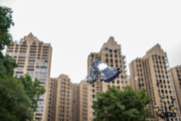 Free Flying Pigeons in the City
