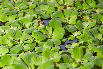 Obraz na płótnie Canvas aquatic plants on the pond