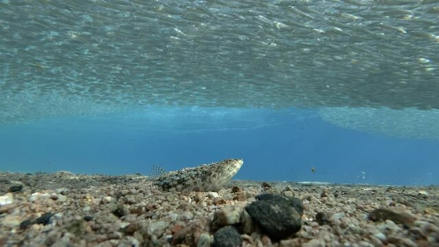 Slender Lizardfish or Gracile lizardfish (Saurida gracilis) ambushes huge shoal of Hardyhead Silversides Atherina fish, slow motion. Lizardfish, camouflaged in sand, suddenly attacks school of sprat