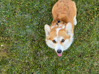 Red corgi puppy sits and sticks tongue out on the green lawn