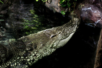 crocodile close up in water