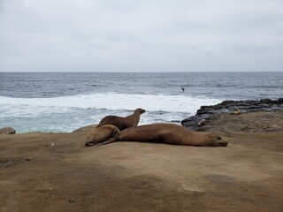 seal on the beach