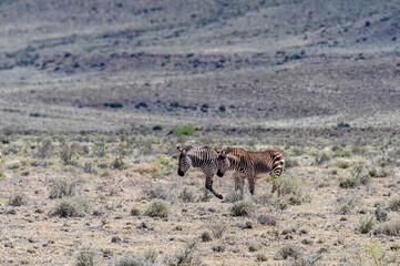 Naklejka na ściany i meble Two Cape Mountain Zebra strolling across the arid Karoo landscape.. 