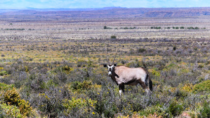 Lone Oryx standing in the arid plains of the Karoo National Park.