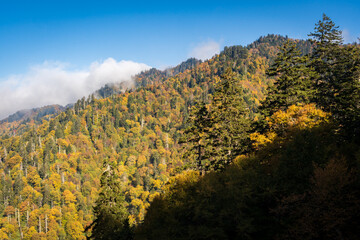 Fototapeta premium The Great Smoky Mountains National Park