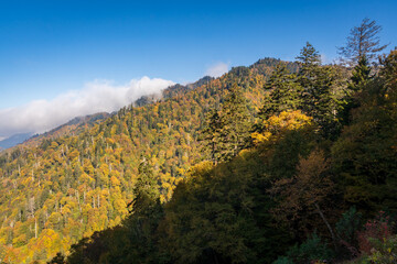 Obraz premium The Great Smoky Mountains National Park