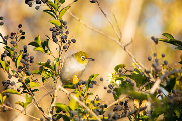 Silvereye on a small flowering plant