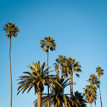 A skyline of palm trees in Venice California