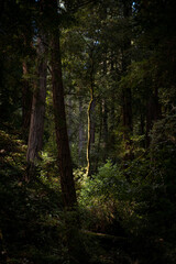 A sun light ray shines on a tree in muir woods forest california