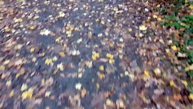 Just dead leaves on the ground Autumn, Hassendeide Park in Berlin, Germany, 30 FPS HD 6 secs