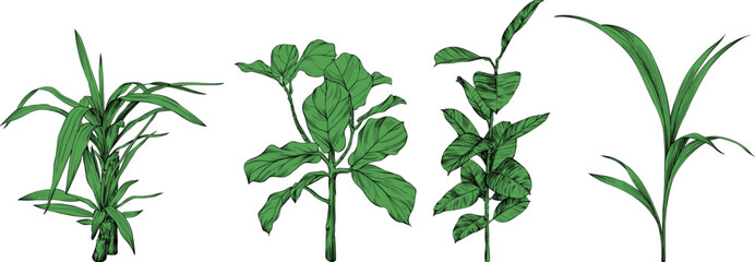 Illustration of a tropical plant set. Hand drawn botanical illustration isolate on white collection. - obrazy, fototapety, plakaty