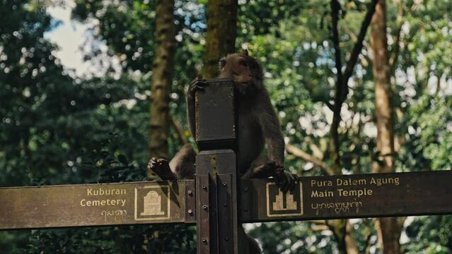 Monkey on a sign of Pura Dalem Agung Temple in Bali, Indonesia