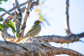 Yellow-faced honeyeater bird on a tree branch
