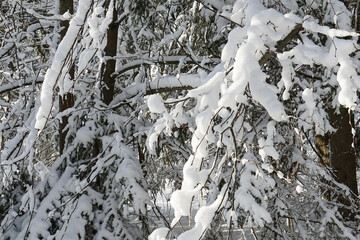 Winter day after the cyclone Snow-covered trees on the background of the forest