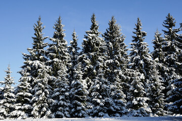 Row of fir trees in the snow against a clear sky. Winter forest. Snow-covered firs