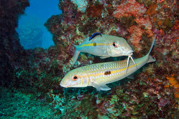 Yellowstripe goatfish - Mulloidichthys flavolineatus