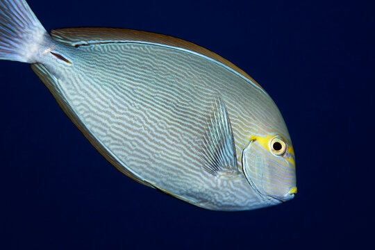 Palette surgeonfish - Paracanthurus hepatus