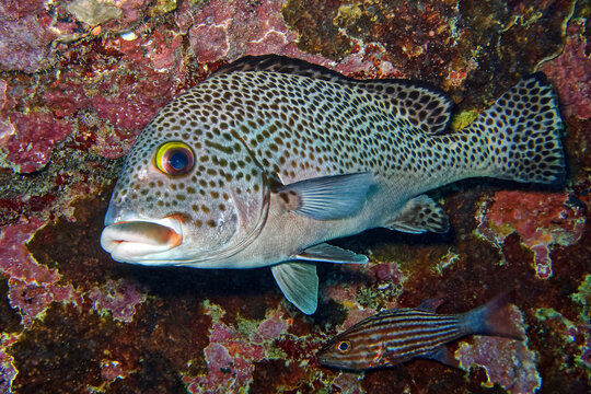 Painted sweetlip - Plectorhinchus picus