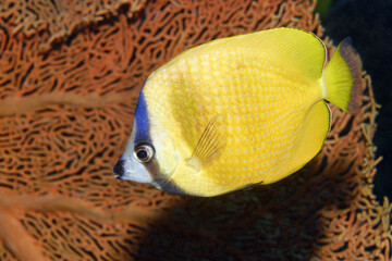 Klein's butterflyfish - Chaetodon kleinii