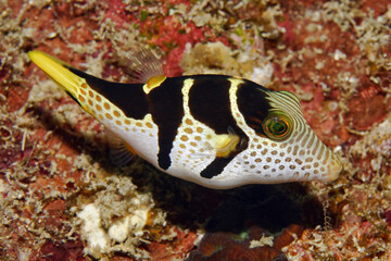 Black-saddled toby - Canthigaster valentini