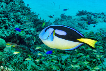 Palette surgeonfish - Paracanthurus hepatus
