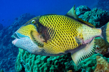Fototapeta na wymiar Titan triggerfish - Balistoides viridescens