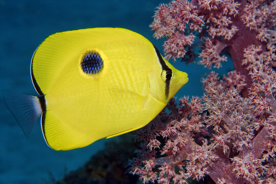Yellow teardrop butterflyfish - Chaetodon interruptus