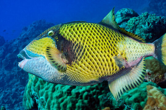 Titan triggerfish - Balistoides viridescens