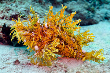 Weedy scorpionfish - Rhinopias frondosa