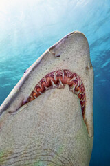 Sand tiger shark - Carcharias taurus