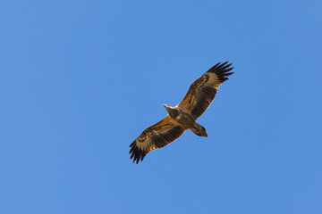White-bellied sea eagle in flight