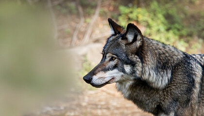 Black Phase Grey Wolf (Canis lupus) Profile Copy Space - captive animal