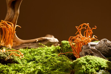 Cordyceps and green moss covering the ground with tree roots. Cordyceps helps slow down the...